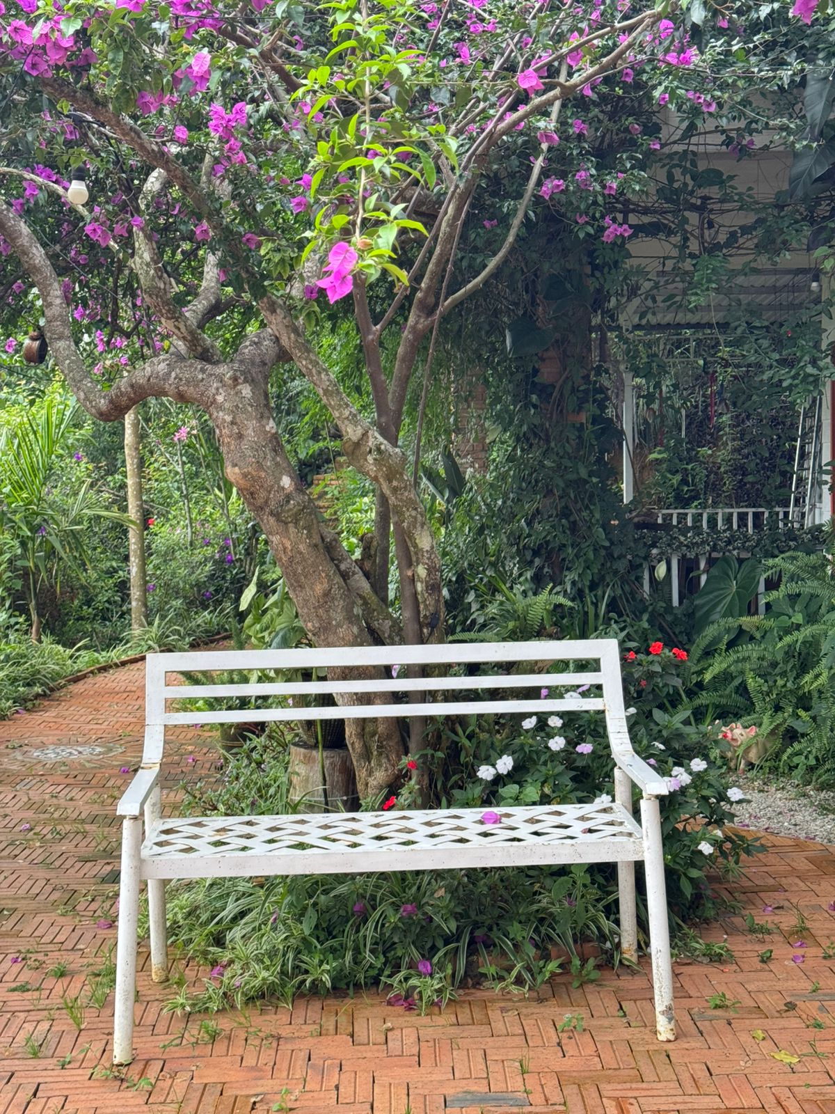 Ghế trắng dưới tán hoa giấy