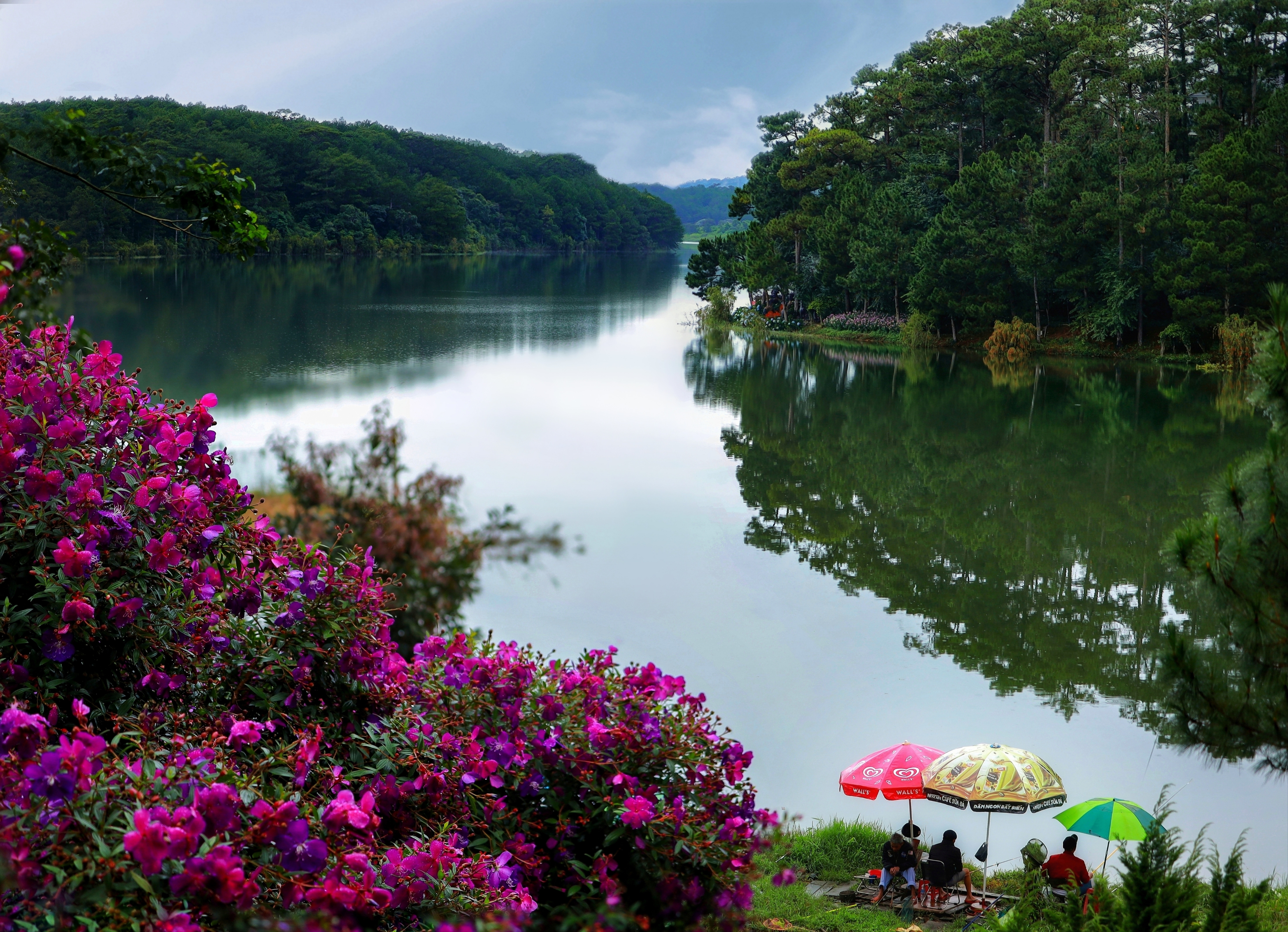 Đồi hoa sim tím bạt ngàn