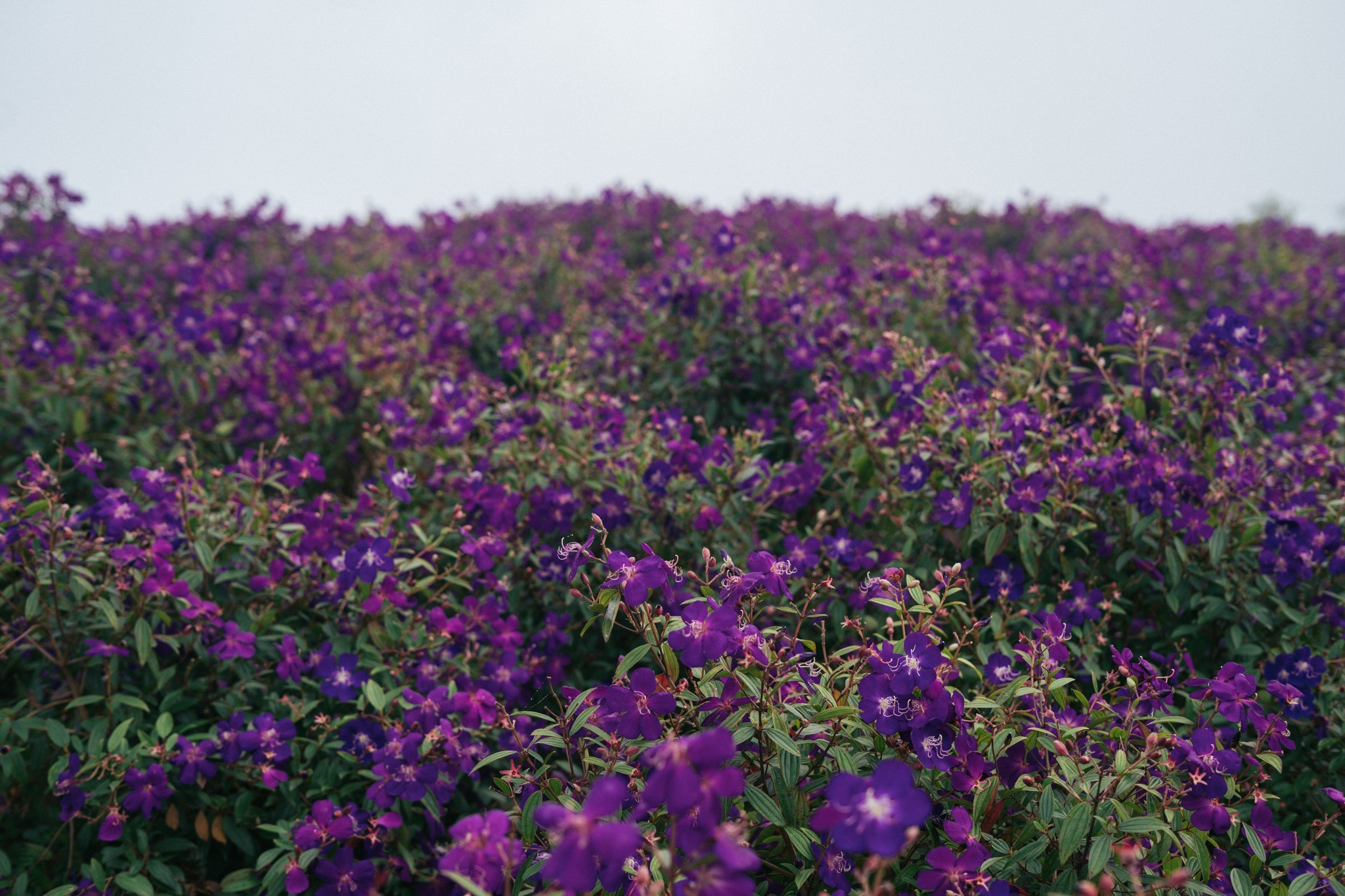 Vườn cây xanh mát The Myrtle